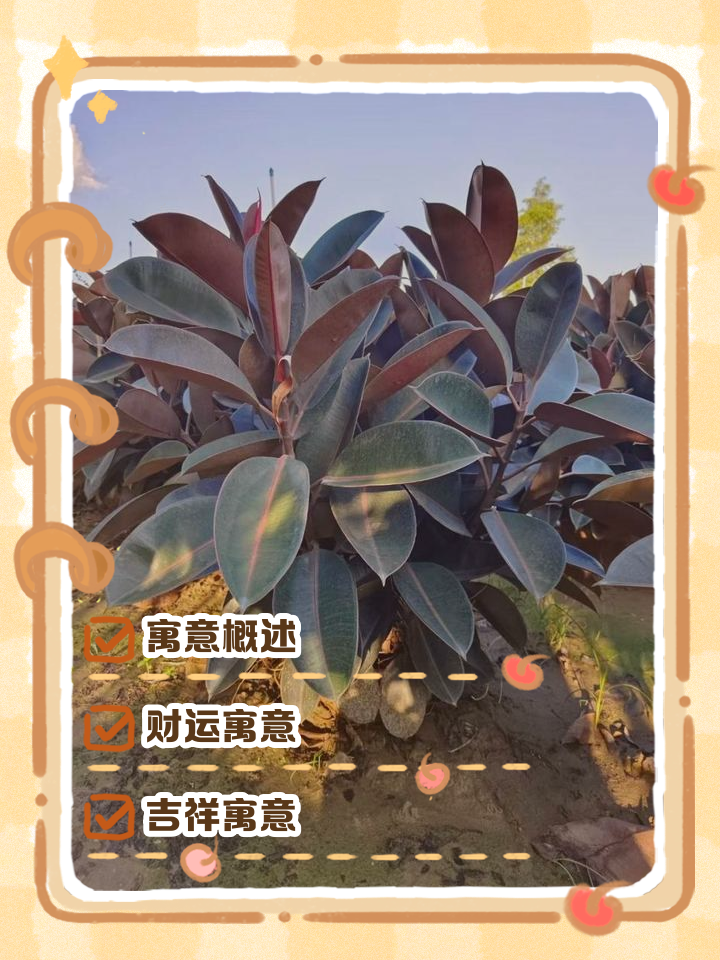 什么是橡皮树呢