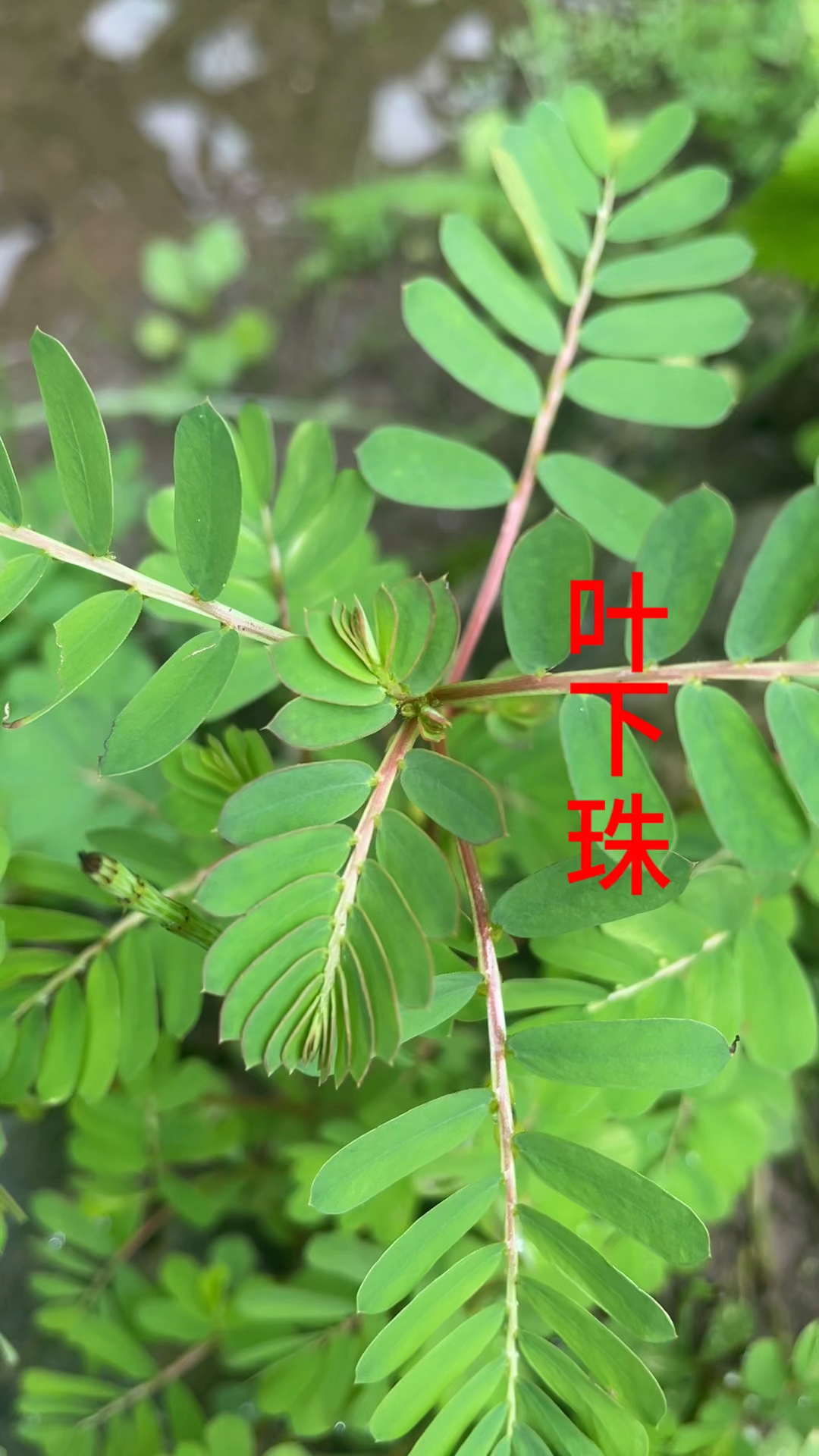 叶下珠的功效与作用